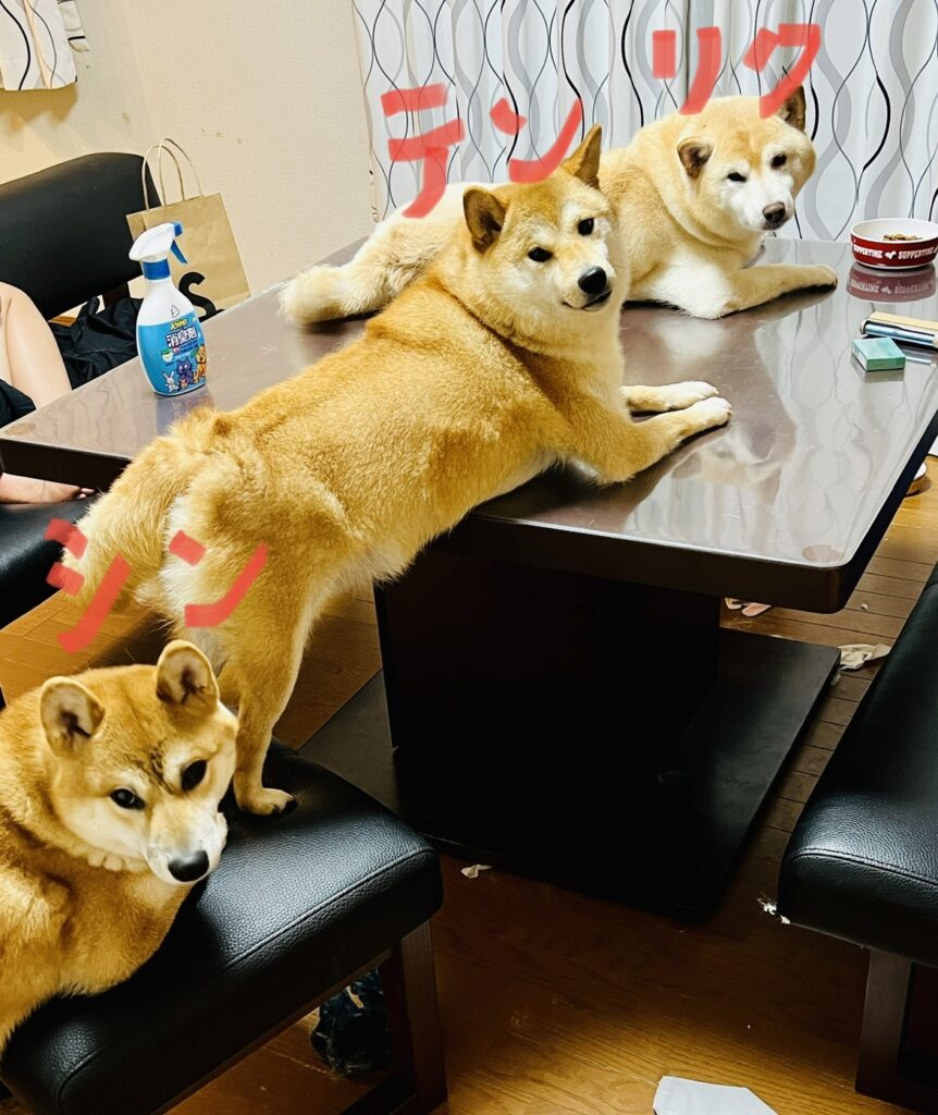 熊谷監督の愛犬たち